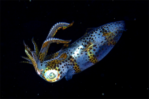 Study: Squid fishing mostly conducted in unregulated waters