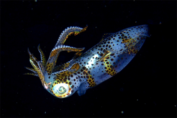 Article image for Study: Squid fishing mostly conducted in unregulated waters