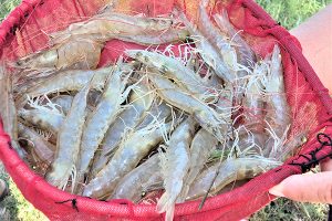 Dietary nucleotide supplementation of Pacific white shrimp farmed in intensive outdoor ponds