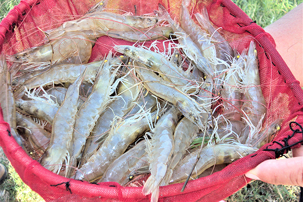 Article image for Suplementación de nucleótidos en la dieta de camarones blancos del Pacífico cultivados en estanques intensivos al aire libre