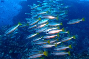Ocean seeding and blue corridors: Can these approaches effectively safeguard fisheries?