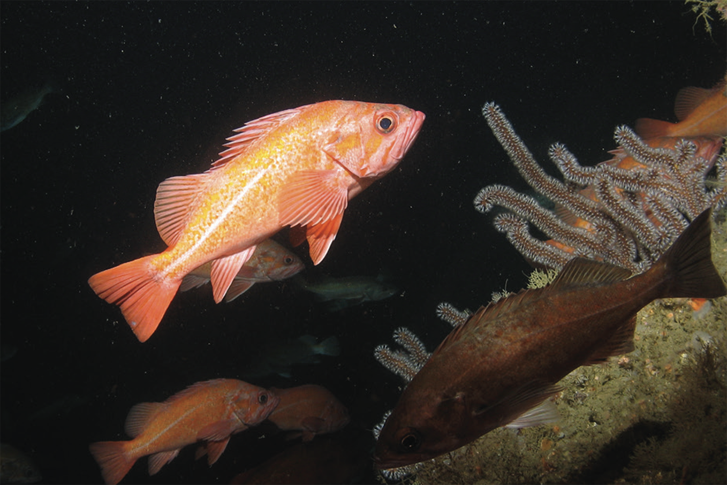 How data from remotely operated and autonomous underwater vehicles