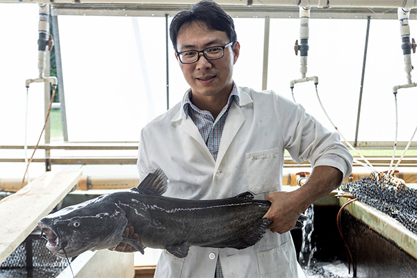 Article image for Auburn researchers map the blue catfish genome