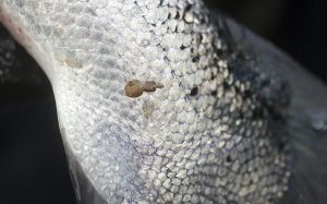 What can coho salmon teach us about sea lice resistance in Atlantic salmon?