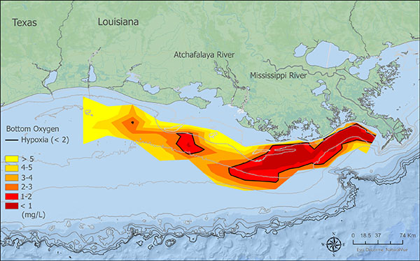 Article image for Gulf of Mexico ‘dead zone’ measures below average this year