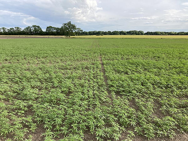 Article image for Hemp seeds trialed as a feed ingredient for Scottish salmon