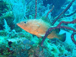Marine conservation effort in U.S. Virgin Islands aids key fish species, study finds