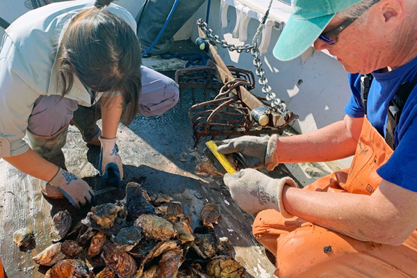 Article image for Researchers look at oysters’ ability to mitigate nitrogen