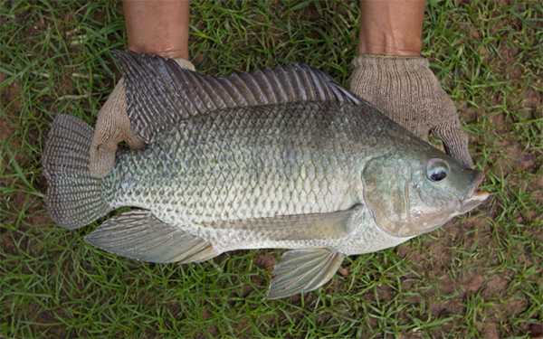 Article image for Expanding tilapia production in India could lead to ‘transformative’ socioeconomic gains