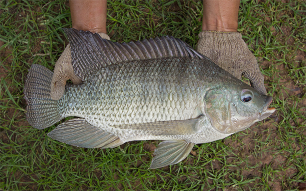 tilapia production