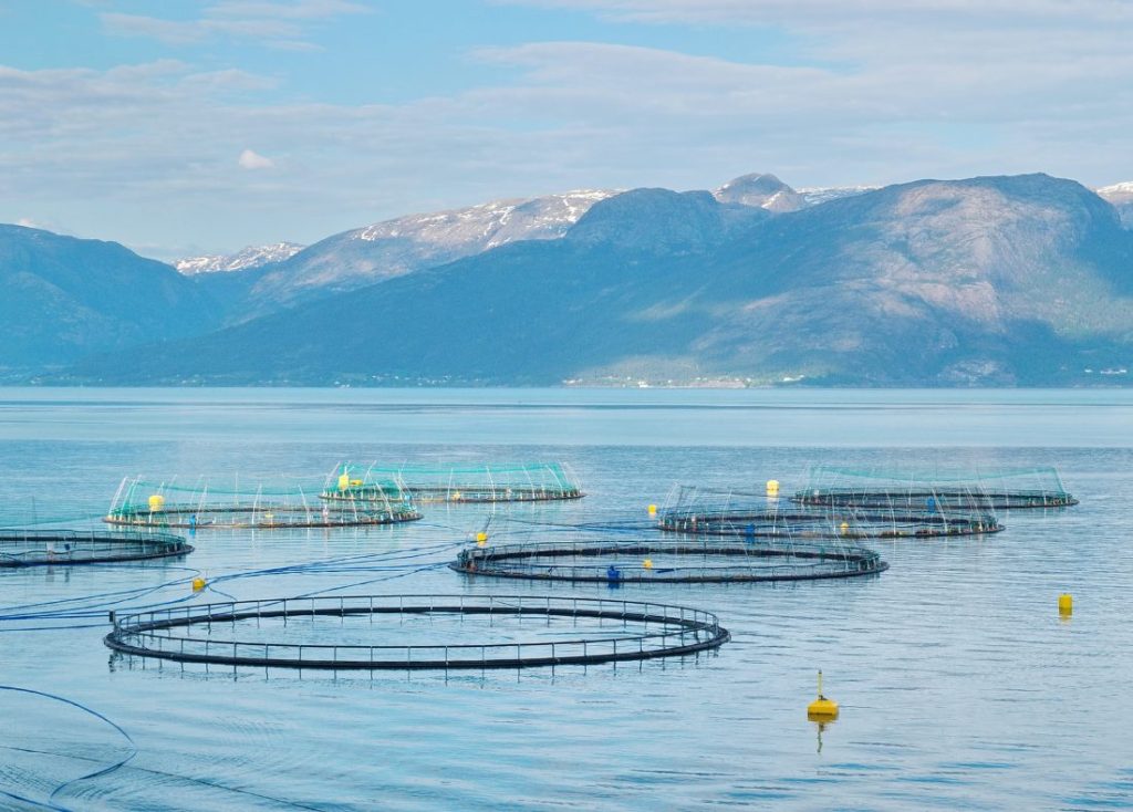 How to start a fish farm