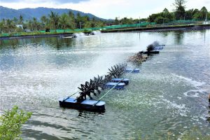 El oxígeno disuelto