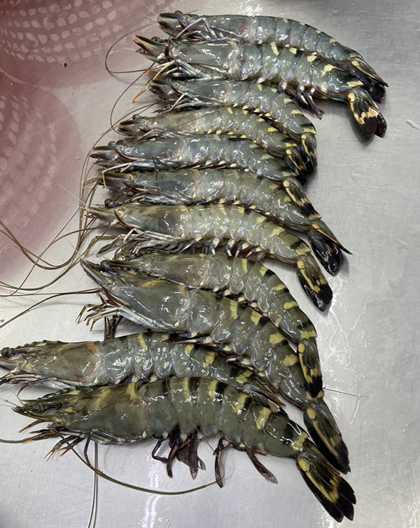 Bangladesh shrimp