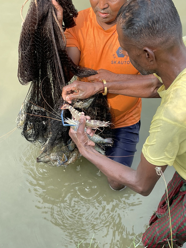 Bangladesh shrimp