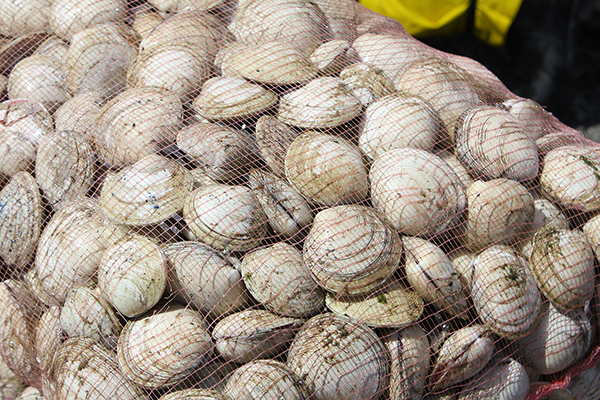 Article image for All clams on deck: How restorative aquaculture can repair Florida estuaries