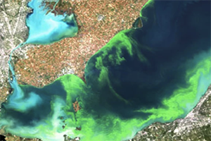 Can machine learning using climatic pattern data help predict harmful algal blooms earlier?