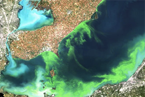 harmful algal blooms