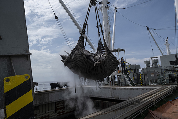 Article image for Endorsement of transshipment guidelines marks a key move against IUU fishing