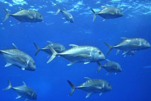 Evaluating the effect of dietary protein and lipid on the growth performance of juvenile giant trevally