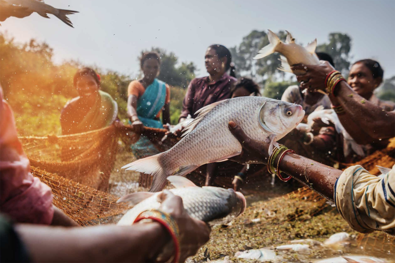 Article image for ‘They know better than men how to protect their environment and people’: How focusing on women farmers is boosting food security in India