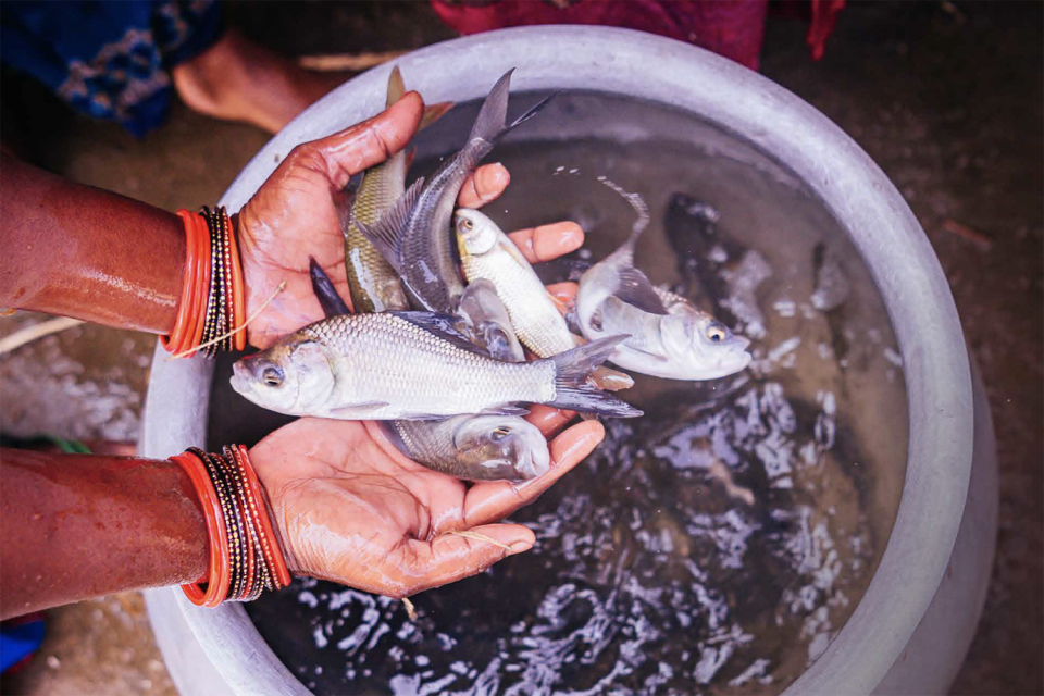 They know better than men how to protect their environment and people': How  focusing on women farmers is boosting food security in India - Responsible  Seafood Advocate