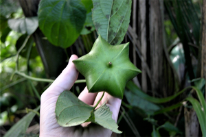 Inca peanut or sacha inchi