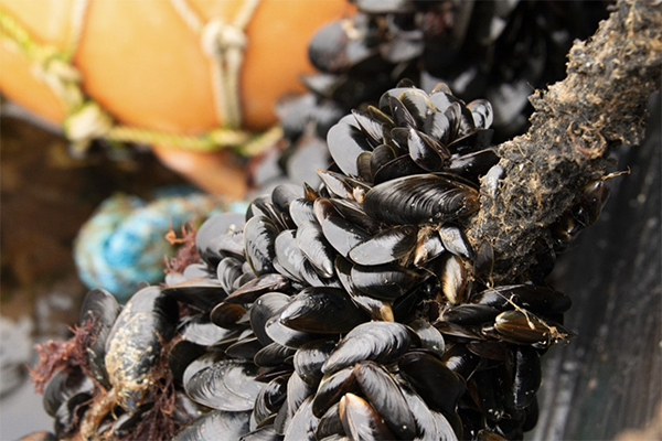 Article image for It’s the current: Study identifying how mussel larvae move offers insights into where and how to farm them