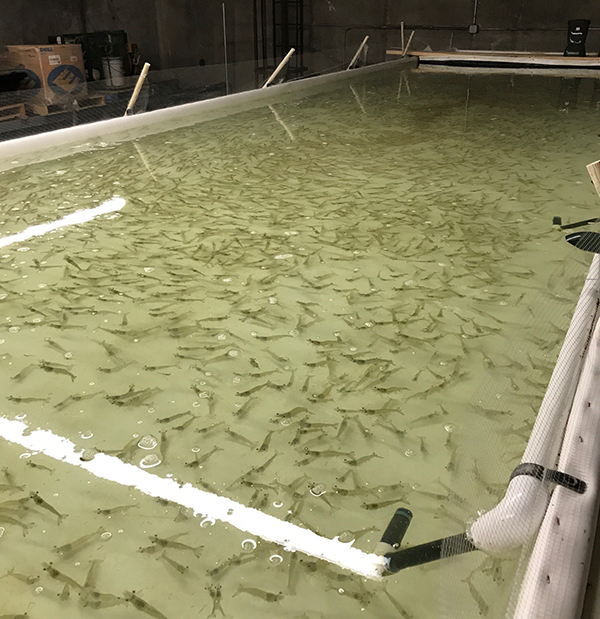 shrimp farm in Alberta
