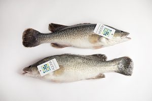 Australian aquaculture producer adopts in-water stunning technology to enhance animal welfare