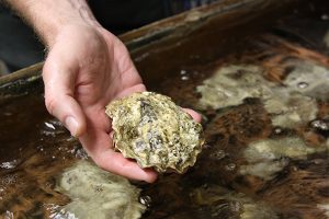 Could a probiotic combination drastically improve oyster larvae survival?