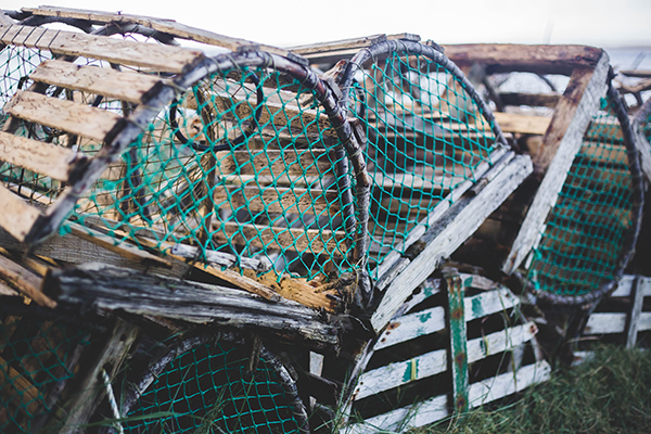Article image for Maine lobster industry speaks out against Seafood Watch ‘red-listing’