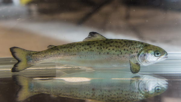 Article image for Health test for salmon smolt may improve survival chances
