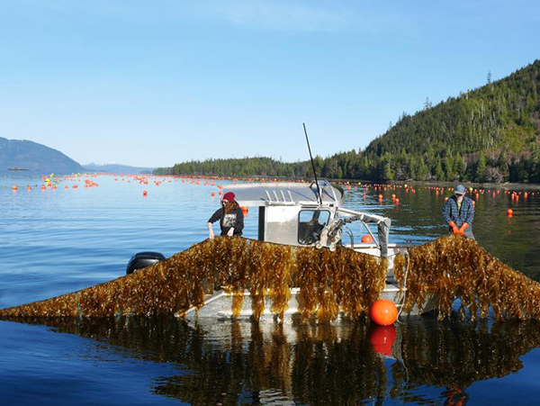 Alaska aquaculture