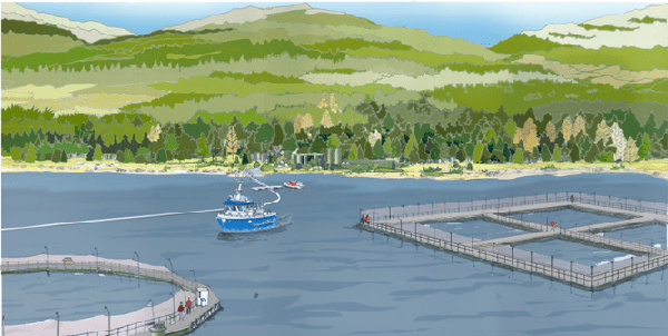 Article image for Semi-closed salmon farm ‘of national significance’ meets resistance in Scotland