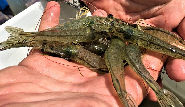 bacterioplankton communities