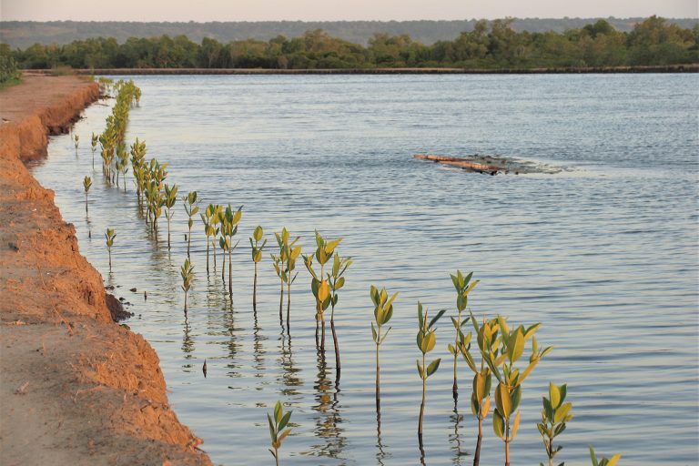 Article image for Pathogen filtration is an untapped coastal ecosystem service