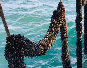 Study: Offshore mussel farms could benefit marine environment