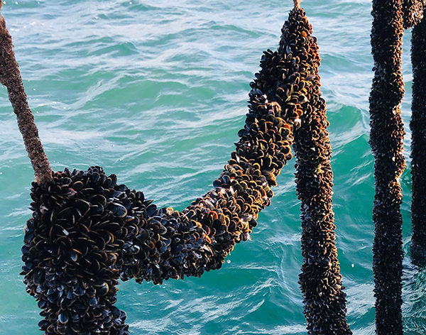 Article image for Study: Offshore mussel farms could benefit marine environment