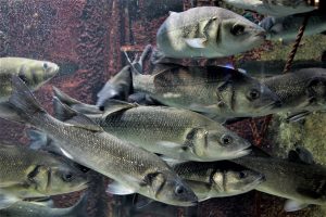Testing alternative diet compositions to offer more sustainable feed formulations for European sea bass