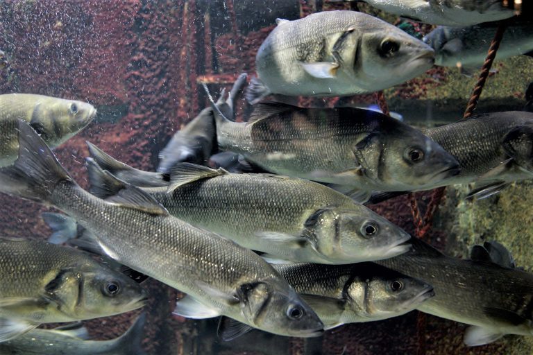 Article image for Evaluation of a commercial microbial enhanced protein in European sea bass diets