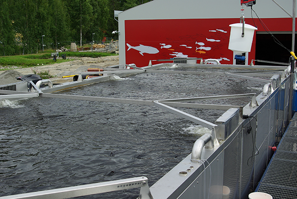 Recirculating aquaculture systems