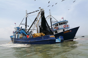 Panama pelagics fishery graduates from FIP to MarinTrust certification