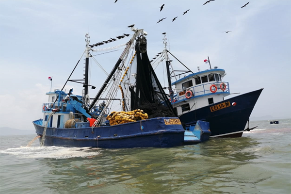 Article image for Panama pelagics fishery graduates from FIP to MarinTrust certification