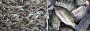 Comparing biofloc polyculture and IMTA production of Nile tilapia and Pacific white shrimp