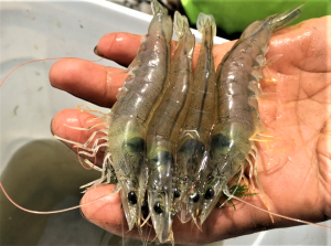 Effects of sodium humate and probiotics on Pacific white shrimp