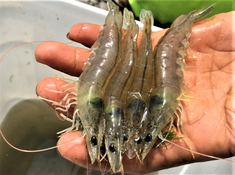 Article image for Effects of sodium humate and probiotics on Pacific white shrimp