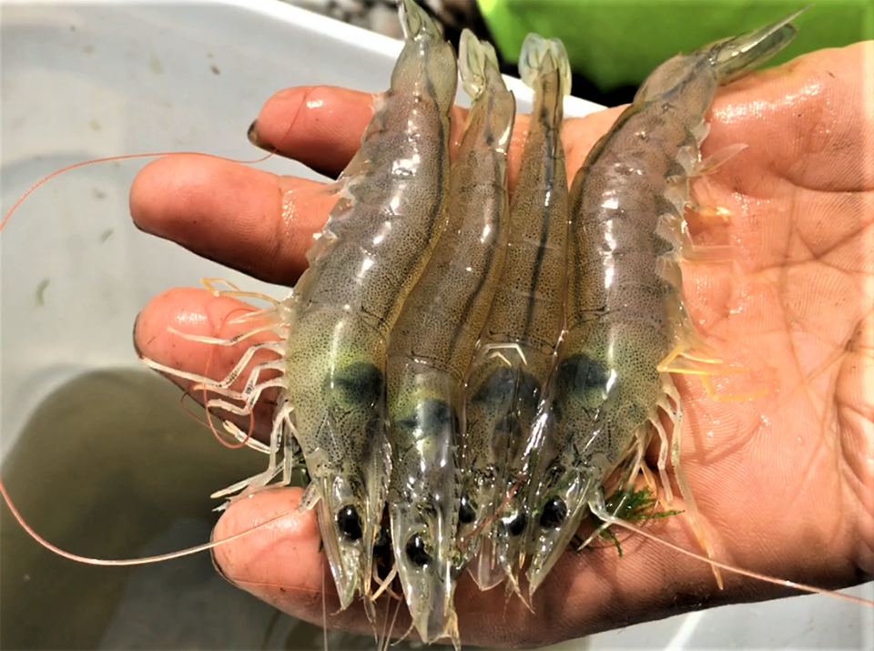 Article image for Efectos del humato de sodio y los probióticos en el camarón blanco del Pacífico