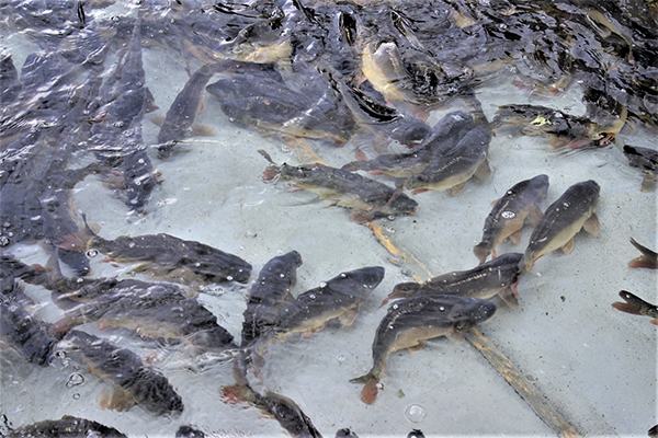 Article image for Unanswered questions in the domestication of aquacultured fish species