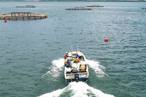 Ocean 14 Capital Fund invests in Brazilian tilapia producer