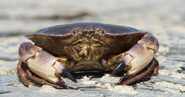 Article image for Study: Pyridine is ‘highly toxic’ to crabs and caused 2021 die-off